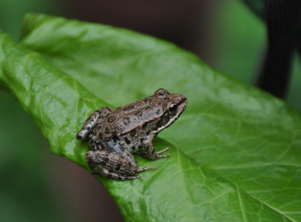 Steinhoegl Katrin: Frosch