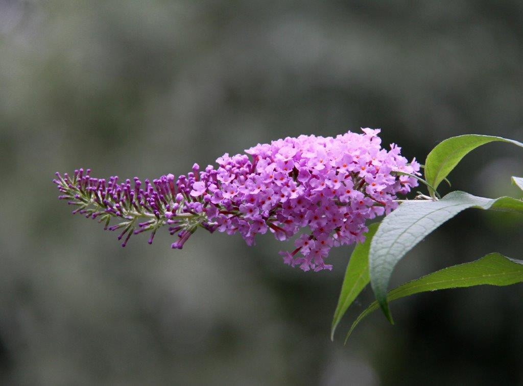 Huber Lea: Sommerflieder